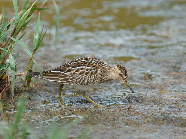 Palsasirri, Pectoral Sandpiper, Calidris melanotos
